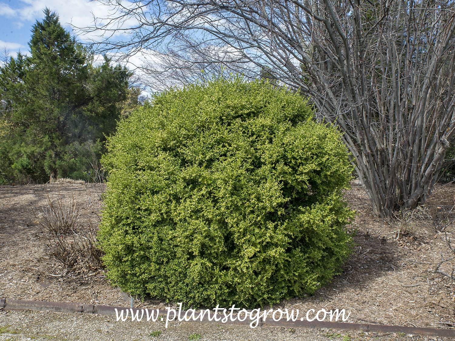 Winter Green Boxwood (Buxus sinica var. insularis)
This plant has had little shearing.  Allowed to reach this large size.  Easy to keep much smaller by pruning.
